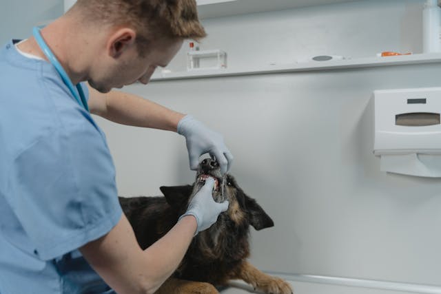 Hond bij de tandarts