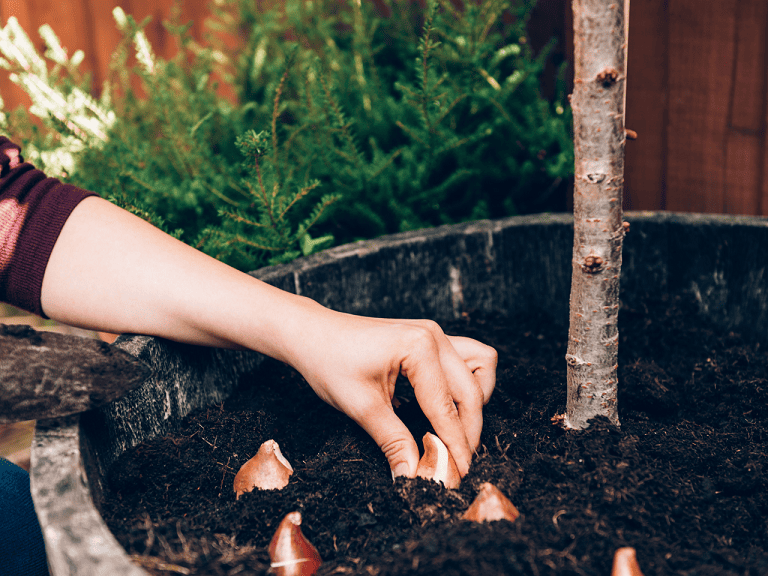 wanneer tulpen bollen planten